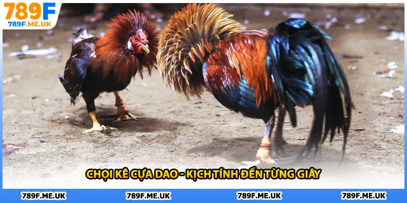 Chọi kê cựa dao - Kịch tính đến từng giây