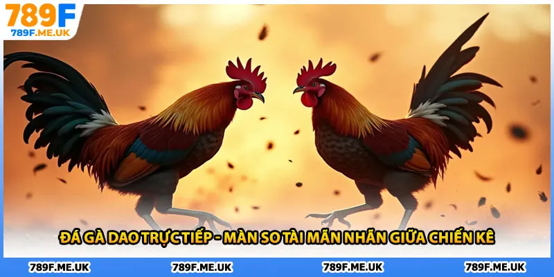 Đá Gà Dao Trực Tiếp
