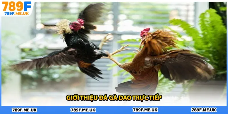 Giới thiệu đá gà dao trực tiếp