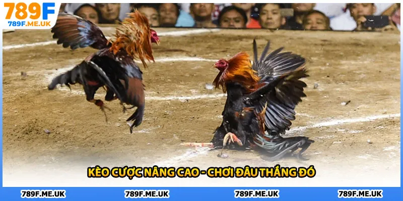 Kèo cược nâng cao - Chơi đâu thắng đó