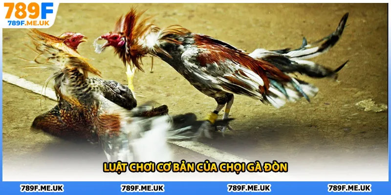 Luật chơi cơ bản của chọi gà đòn